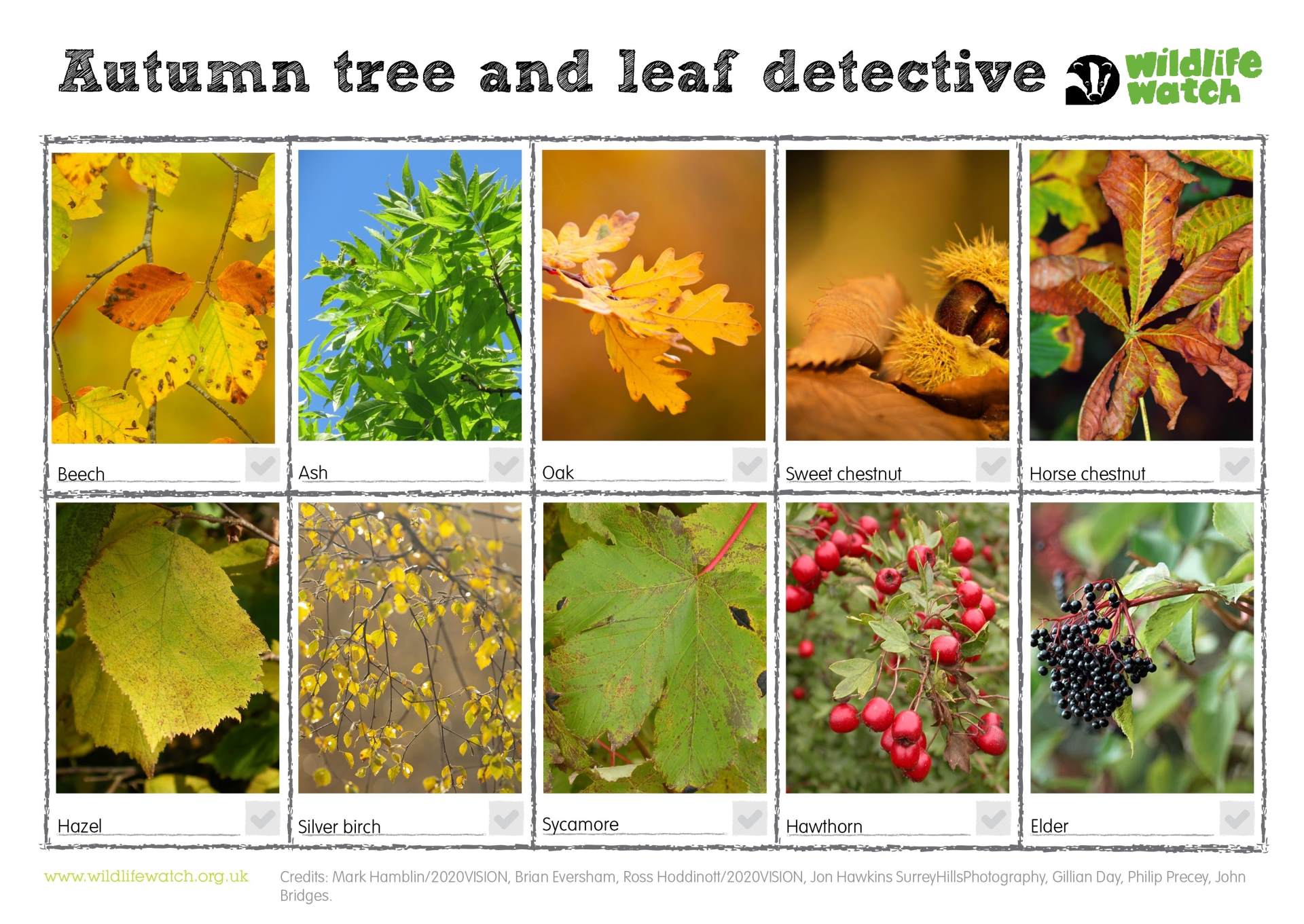 Autumn Tree and Leaf Detective